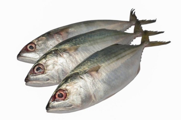 Ikan Kembung